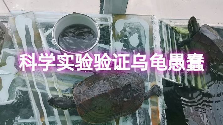 豬鼻龜智商高嗎：世界上最可愛的烏龜------豬鼻龜