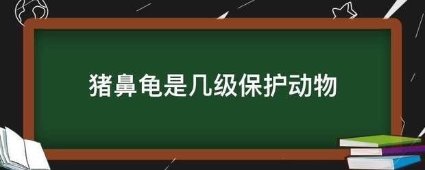 豬鼻龜是幾級保護(hù)動物嗎：豬鼻龜是世界上最為稀有的水龜品種之一、二級保護(hù)動物 豬鼻龜百科 第7張