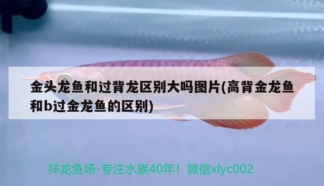 大過背金龍魚：關(guān)于大過背金龍魚的一些詳細介紹 金龍魚百科 第5張