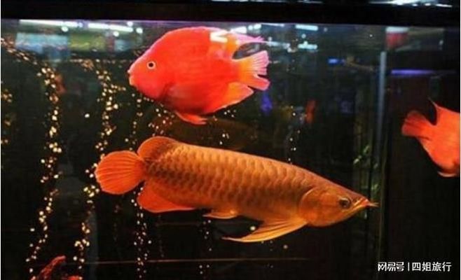 血紅龍魚飼養(yǎng)難度：血紅龍魚的飼養(yǎng)方法 龍魚百科 第1張