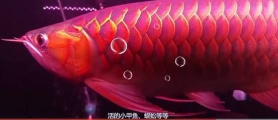 血紅龍魚飼養(yǎng)難度：血紅龍魚的飼養(yǎng)方法 龍魚百科 第3張