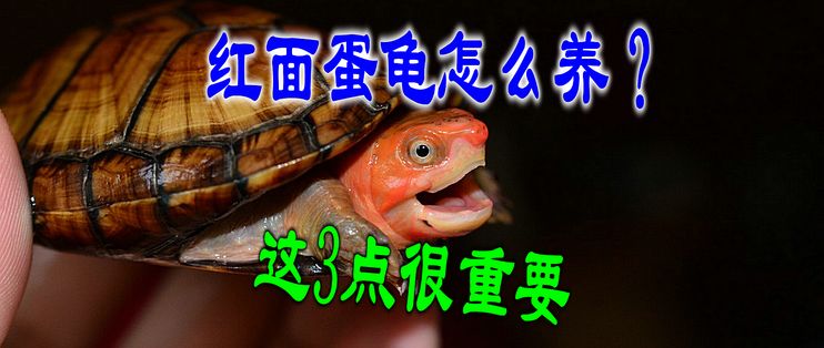 龍魚的飼料可以喂紅面蛋龜：紅面蛋龜?shù)奈桂B(yǎng)方法 紅龍魚百科 第5張