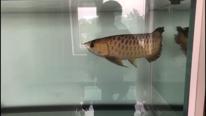 北京魚缸批發(fā)市場：北京魚缸批發(fā)市場在哪里有魚缸批發(fā)市場在哪里進(jìn)貨最便宜 全國觀賞魚市場 第5張