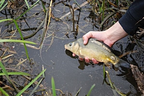 六角恐龍魚魚缸大小：六角恐龍魚的魚缸大小 魚缸百科 第1張