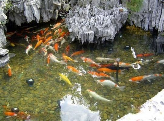 夢想魚缸：夢想魚缸的概念及其對個人心理健康的積極作用 魚缸百科 第4張