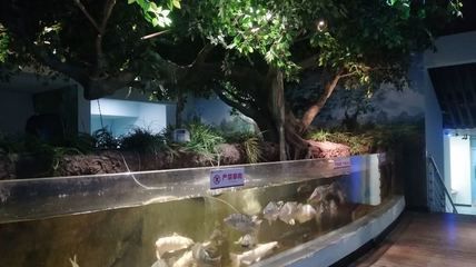 河池水族館：廣西紅水河水族館河池大化紅水河池大化紅水河水族館 全國觀賞魚市場 第1張