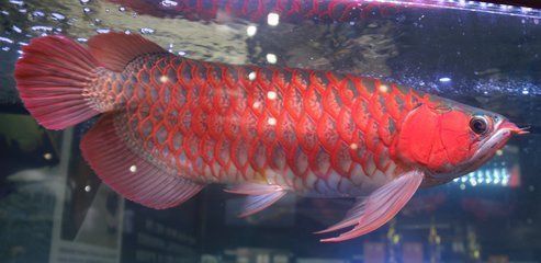 紅龍魚品牌有哪些產(chǎn)品好用：redphoenix紅龍魚市場評價(jià) 紅龍魚百科 第2張