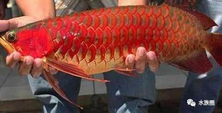 紅龍魚品牌有哪些產(chǎn)品好用：redphoenix紅龍魚市場評價(jià) 紅龍魚百科 第4張