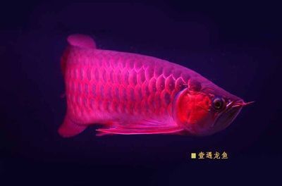 紅龍魚品牌有哪些產(chǎn)品好用：redphoenix紅龍魚市場評價(jià) 紅龍魚百科 第1張