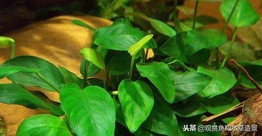 魚缸莫斯樹(shù)該怎么搭配：魚缸莫斯樹(shù)造型創(chuàng)意分享，如何選擇適合魚缸的莫斯樹(shù)品種？ 魚缸百科 第4張