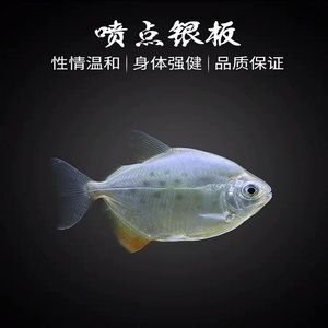 細線銀板魚苗餌料選擇指南：細線銀板魚苗飼料自制方法 龍魚百科 第3張