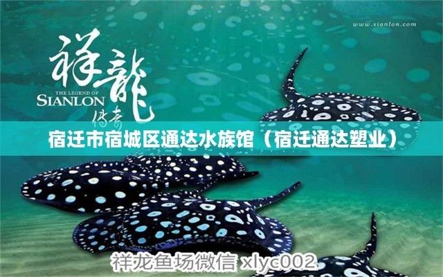 宿遷水族批發(fā)市場：宿遷市水族批發(fā)市場在哪里 全國觀賞魚市場 第7張