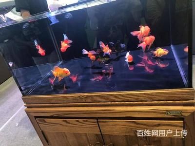 魚缸買什么樣的好？：如何選擇魚缸 魚缸百科 第2張