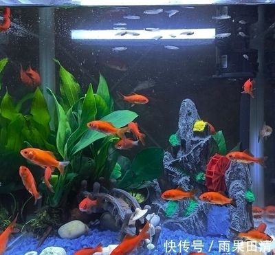 龍魚公母怎么分：如何分辨龍魚公母 龍魚百科 第2張