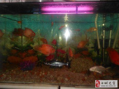 白城龍魚專賣店：白城彩鰈魚缸售后維護 全國觀賞魚市場 第1張