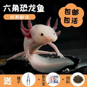 龍魚(yú)和恐龍魚(yú)適合養(yǎng)在一起嘛：龍魚(yú)與恐龍魚(yú)混養(yǎng)的日常飼料選擇，龍魚(yú)與龍魚(yú)混養(yǎng)的日常飼料選擇 龍魚(yú)百科 第1張