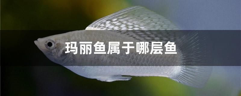 商洛觀賞魚批發(fā)市場(chǎng)：東北最大的觀賞魚批發(fā)市場(chǎng) 全國(guó)觀賞魚市場(chǎng) 第3張