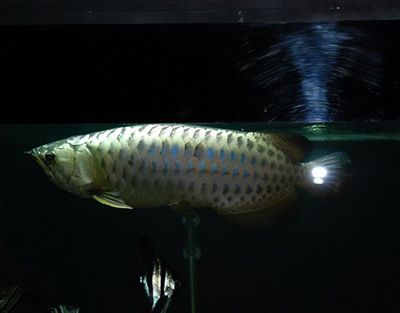 過背金龍魚能長多長：過背金龍魚在良好的飼養(yǎng)條件下可以長到40厘米之間