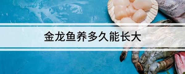 過背金龍魚能長多長：過背金龍魚在良好的飼養(yǎng)條件下可以長到40厘米之間 金龍魚百科 第4張