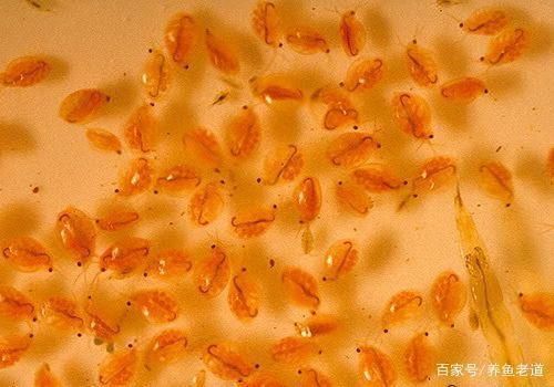 紅色銀龍魚怎么畫好看又漂亮：紅色銀龍魚怎么畫？ 水族問(wèn)答 第1張