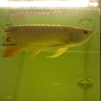 15cm過(guò)背金龍魚(yú)的價(jià)格是多少錢一條?。?5厘米過(guò)背金龍魚(yú)價(jià)格大致在2000至10000元之間 金龍魚(yú)百科 第4張