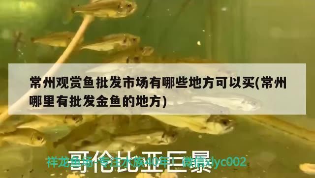 常州觀賞魚批發(fā)市場：常州觀賞魚批發(fā)市場在哪里 全國觀賞魚市場 第4張