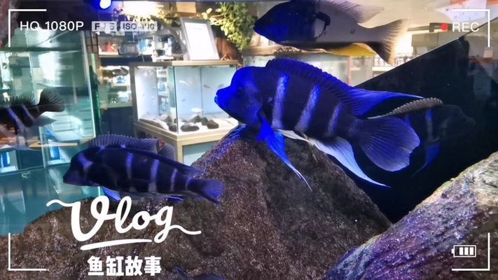 薩伊藍(lán)魚缸造景：薩伊藍(lán)魚缸造景是一種創(chuàng)新的室內(nèi)水族箱設(shè)計(jì)的創(chuàng)新項(xiàng)目 魚缸百科 第1張