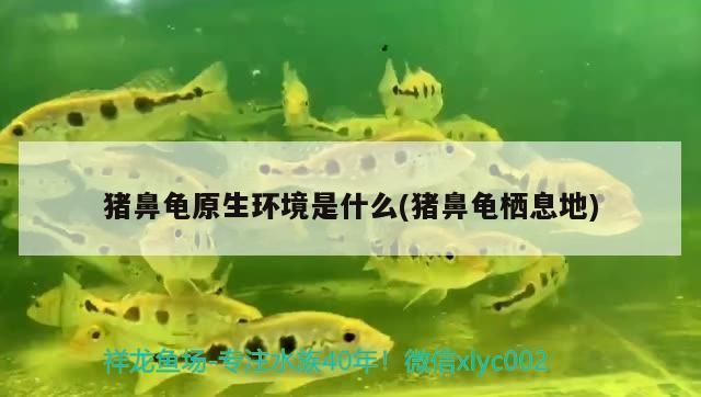 豬鼻龜好不好養(yǎng)：豬鼻龜怎么養(yǎng)，豬鼻龜飼養(yǎng)注意事項(xiàng)