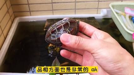 紅眼銀龍魚：-紅眼銀龍魚的健康需要注意的地方 水族問答 第1張