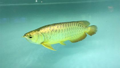 黃尾紅龍魚(yú)特征是什么：黃尾紅龍魚(yú)與黃尾龍魚(yú)的區(qū)別 紅龍魚(yú)百科 第3張