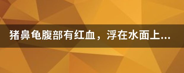 豬鼻龜身上充血：豬鼻龜充血發(fā)紅怎么回事，龜頭充血發(fā)紅怎么回事 豬鼻龜百科 第3張