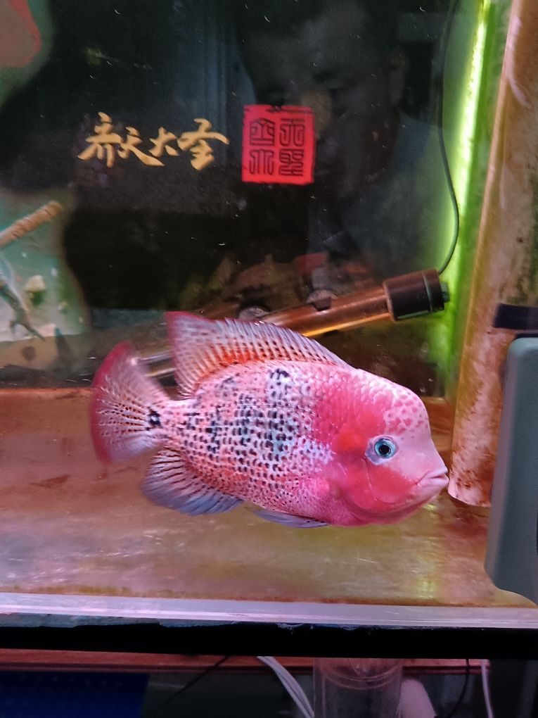 古典羅漢魚：羅漢魚成為魚缸愛好者的首選寵物之一，小苗子養(yǎng)起來的 觀賞魚論壇 第1張