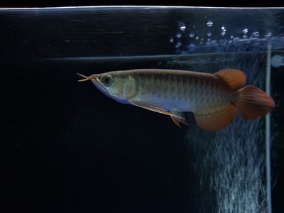 龍魚(yú)撞缸把嘴撞爛怎么辦解決辦法：龍魚(yú)傷口護(hù)理的最佳實(shí)踐