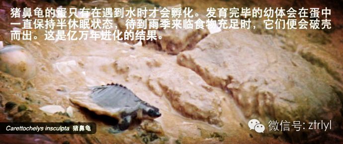 豬鼻龜為什么瀕危動物：豬鼻龜為什么不讓賣 豬鼻龜百科 第10張