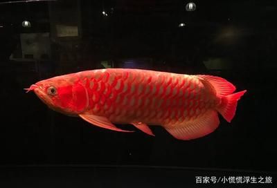 臺灣紅龍魚：臺灣紅龍魚的飼養(yǎng)技術(shù)及其對環(huán)境的影響