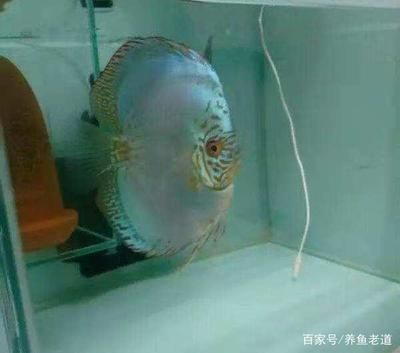 虎魚打龍魚會和解么：虎魚與龍魚會和解嗎？