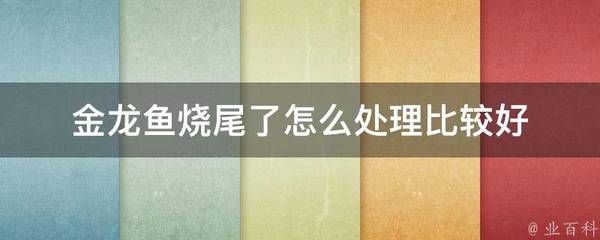 金龍魚燒尾怎么解決：如何解決金龍魚燒尾問題 金龍魚百科 第5張