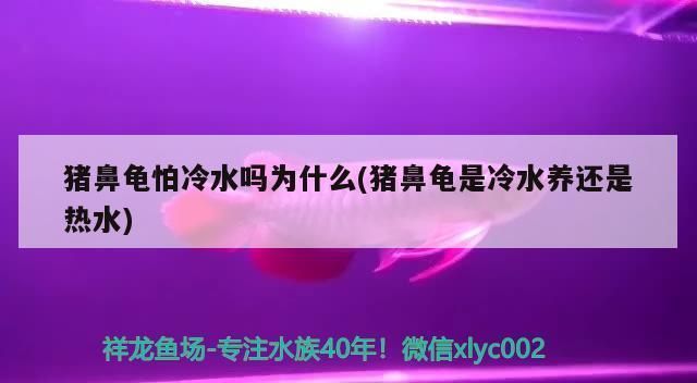 豬鼻龜適應(yīng)的溫度是多少度的：豬鼻龜適宜生活在25至31攝氏度之間的溫度范圍是25至31攝氏度 豬鼻龜百科 第10張