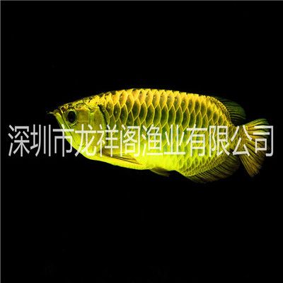 韶關(guān)龍魚專賣店：韶關(guān)十大熱水器品牌專賣店