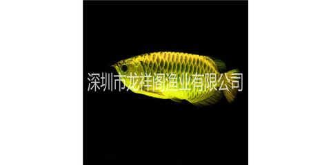 韶關(guān)龍魚專賣店：韶關(guān)十大熱水器品牌專賣店