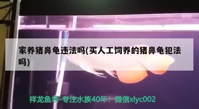 豬鼻龜有證可以賣嗎：豬鼻龜允許買賣嗎 豬鼻龜百科 第5張