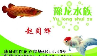 焦作水族批發(fā)市場：河南焦作水族批發(fā)市場水族批發(fā)市場選購商品在哪里