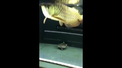 金龍魚活餌與人工飼料對比：金龍魚喂活餌與人工飼料的對比 金龍魚百科 第3張