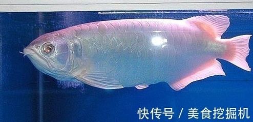 龍魚神經(jīng)質(zhì)怎么治療：如何治療龍魚的神經(jīng)質(zhì)行為 龍魚百科 第1張