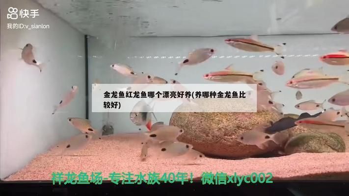 金龍魚 紅龍魚 哪個漂亮：金龍魚與紅龍魚的區(qū)別 紅龍魚百科 第2張