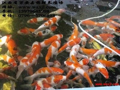 鷹潭觀賞魚批發(fā)市場：廣州鷹潭觀賞魚批發(fā)市場 全國觀賞魚市場 第2張