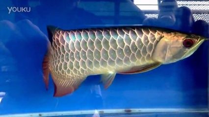 金龍魚(yú) 擺件：金龍魚(yú)擺件是否有收藏價(jià)值， 水族問(wèn)答 第2張