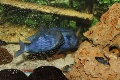 雷龍魚(yú)喂飼料長(zhǎng)得快嗎視頻：觀賞魚(yú)飼料成分解析雷龍魚(yú)飼料成分解析雷龍魚(yú)飼料成分解析 龍魚(yú)百科 第5張