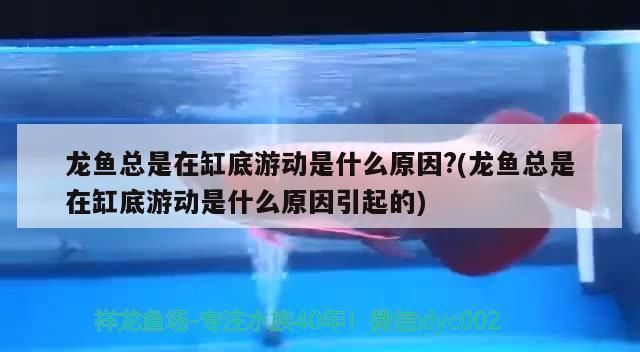 紅龍魚老在缸下層游是什么原因？：紅龍魚在缸下層游動(dòng)可能由水質(zhì)波動(dòng)、寄生蟲感染或環(huán)境因素引起 紅龍魚百科 第1張