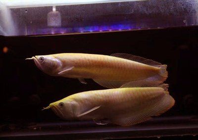 金龍魚 調研：金龍魚的調研分析與展望研究 水族問答